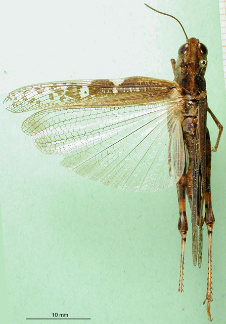 CollectionObject 1502254; fb39e5ca-126f-4ac5-9f15-3f0509f4e4fe: female. dorsal view, paralectotype. (CollectionObject).