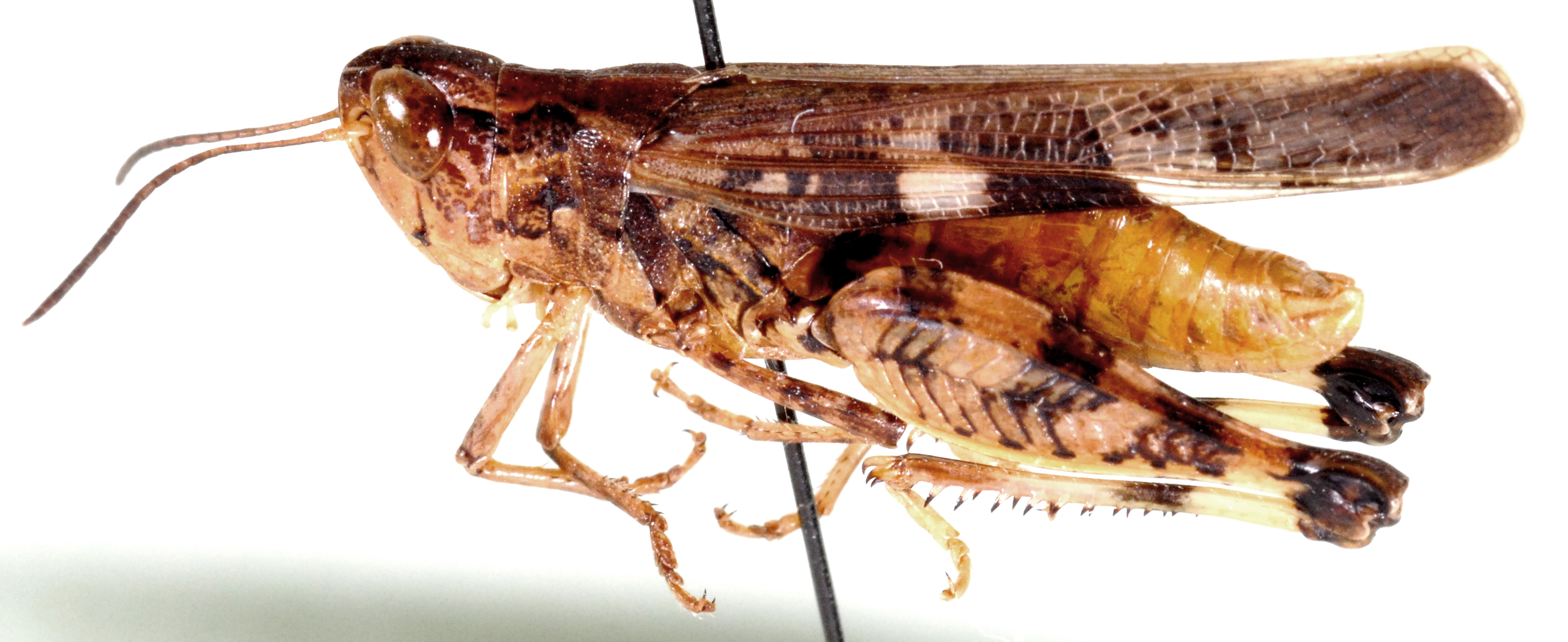 Aiolopus simulatrix femoralis Uvarov, 1953: male, lateral view (as Aiolopus femoralis). (Otu).
