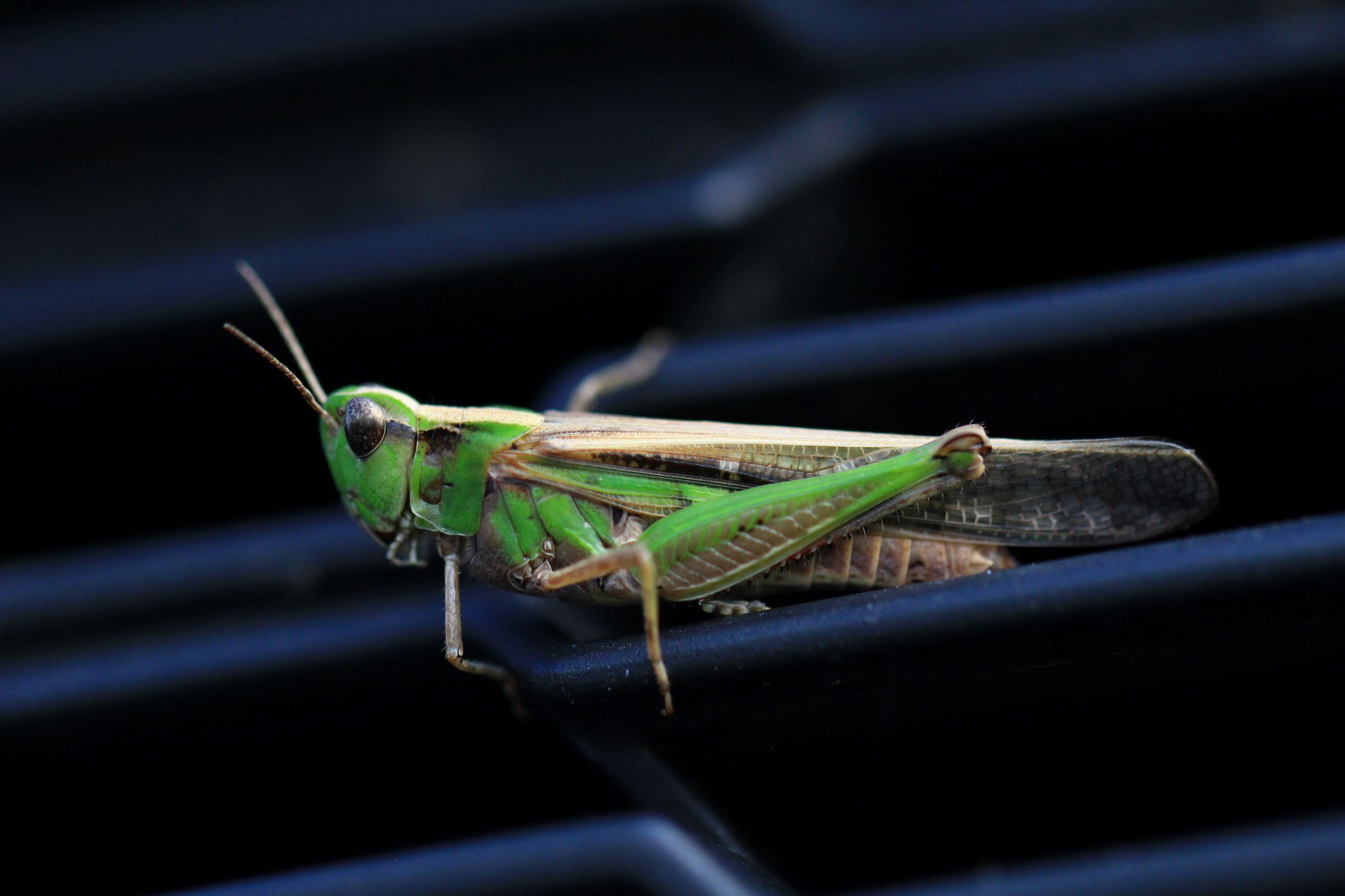 Aiolopus thalassinus thalassinus (Fabricius, 1781): female in lateral view (from Croatia: Korcula Isl.). (Otu).