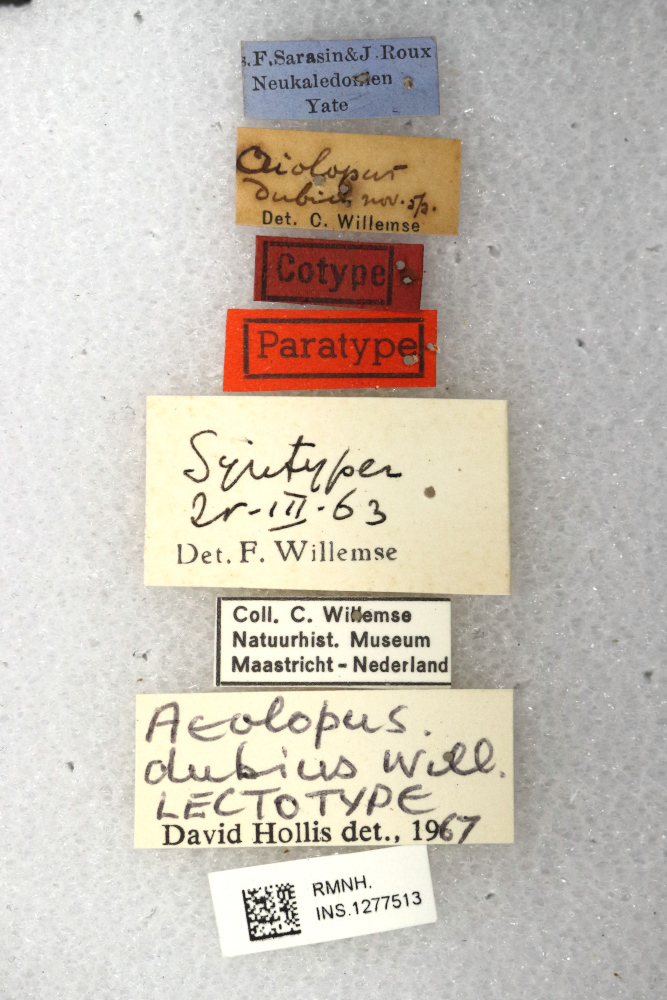 CollectionObject 1520954; fdb93c87-34df-4690-9604-19a84bb35f7e: labels (lectotype). (CollectionObject).