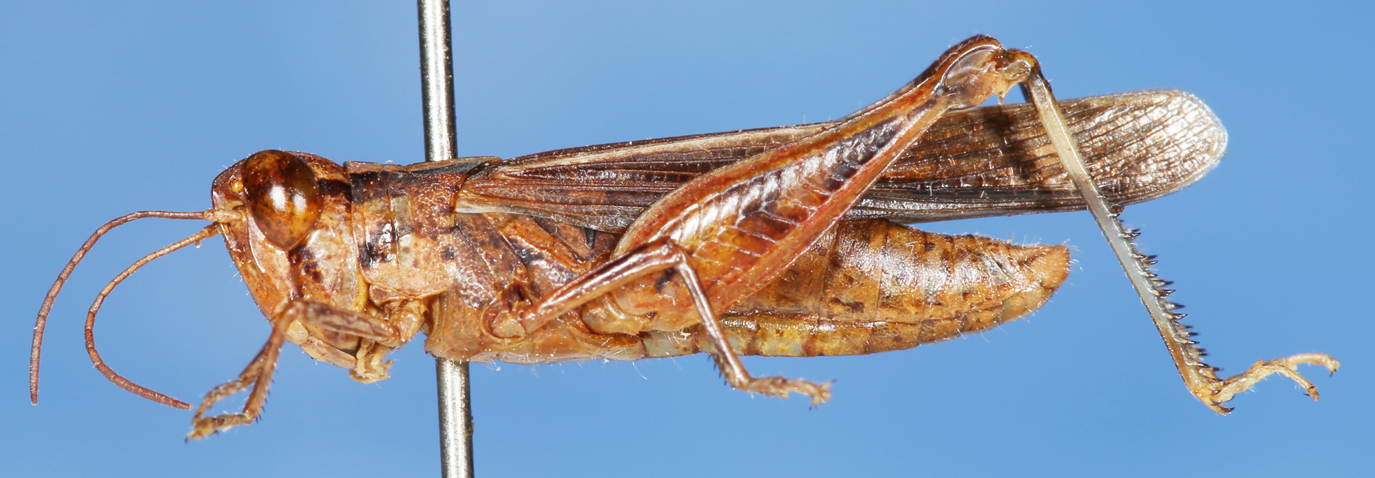 Aiolopus thalassinus rodericensis (Butler, 1876): male, lateral view. (Otu).