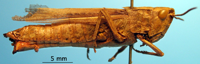 CollectionObject 1530727; fb738ec9-fe05-4736-9bbd-36e1b29ae8b1, DORSA SAdurfraS01: female, lateral view (holotype?). (CollectionObject).