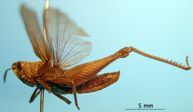 CollectionObject 1530726; 8faae037-3772-4f49-b5c6-f89007ec03ef: male, lateral view (syntype). (CollectionObject).