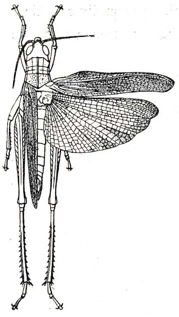 Paracinema luculentum Karsch, 1896: Fig. 6. female, dorsal view (body length 35 mm, tegmina 20 mm). (Otu).