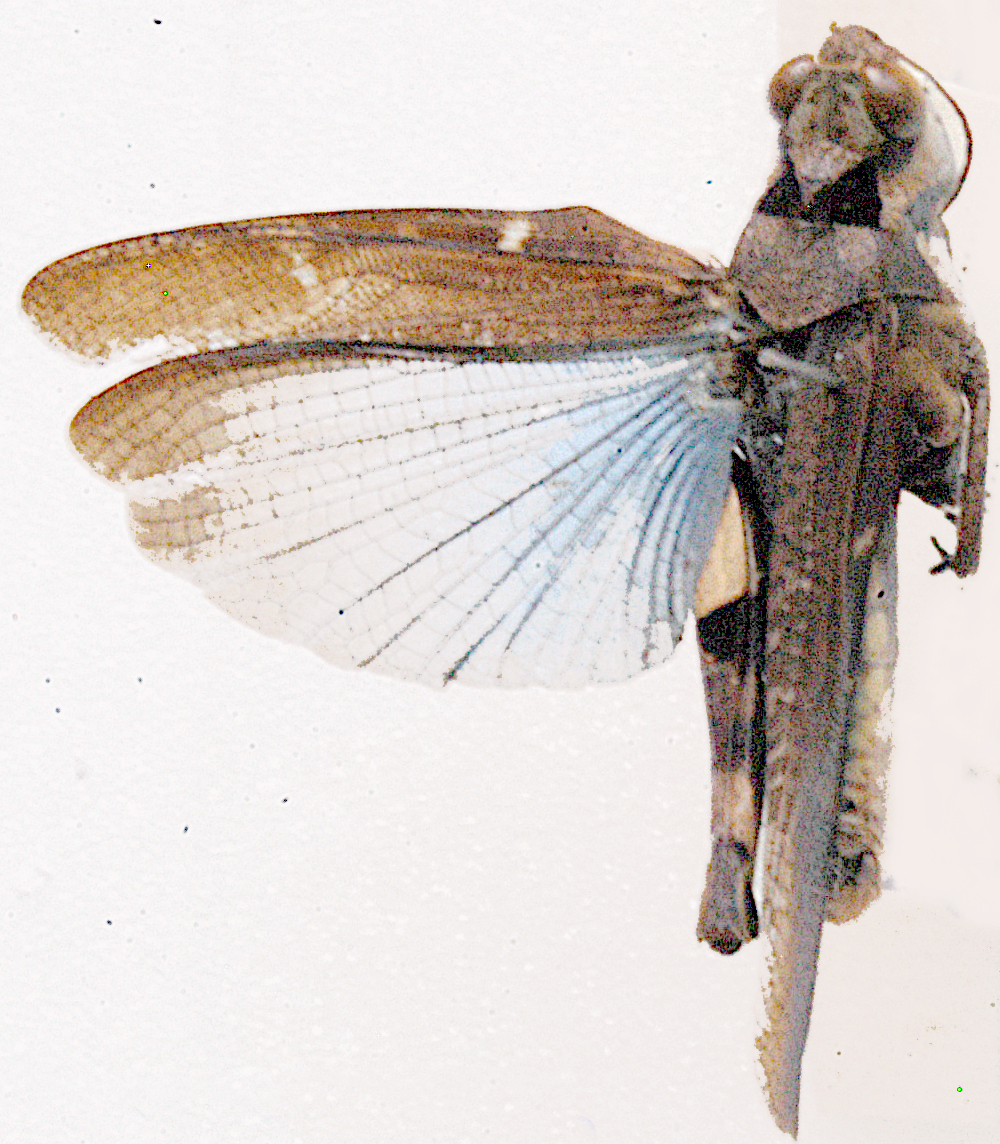 Heteropternis coerulea (Schulthess, 1899): dorsal view. (Otu).