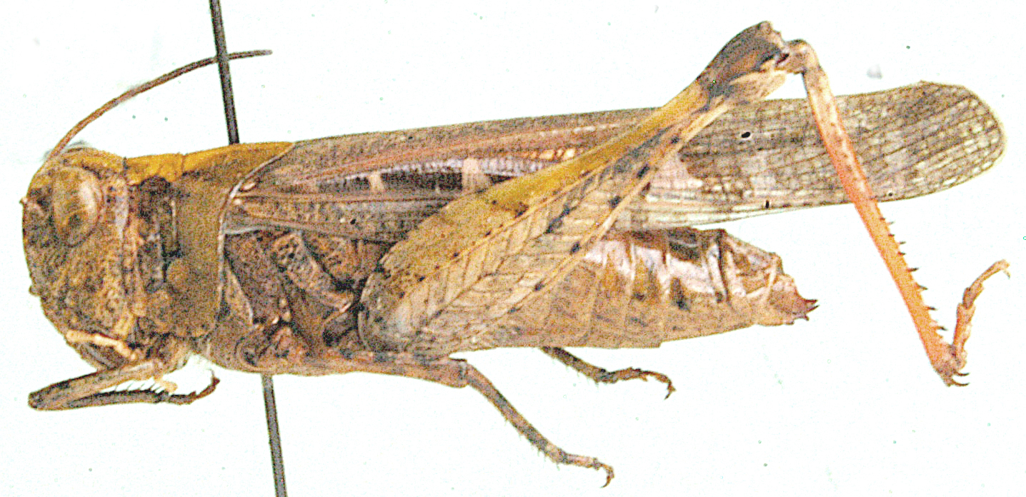 Heteropternis pudica (Serville, 1838): female, lateral view. (Otu).