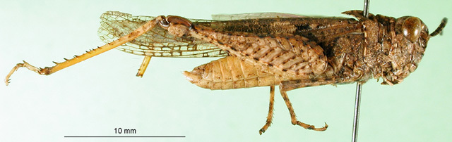 CollectionObject 1501421; ef5ac393-d6e3-4db1-b855-cac72b2a5953: male, lateral view (holotype of Heteropternis violaceipennis). (CollectionObject).