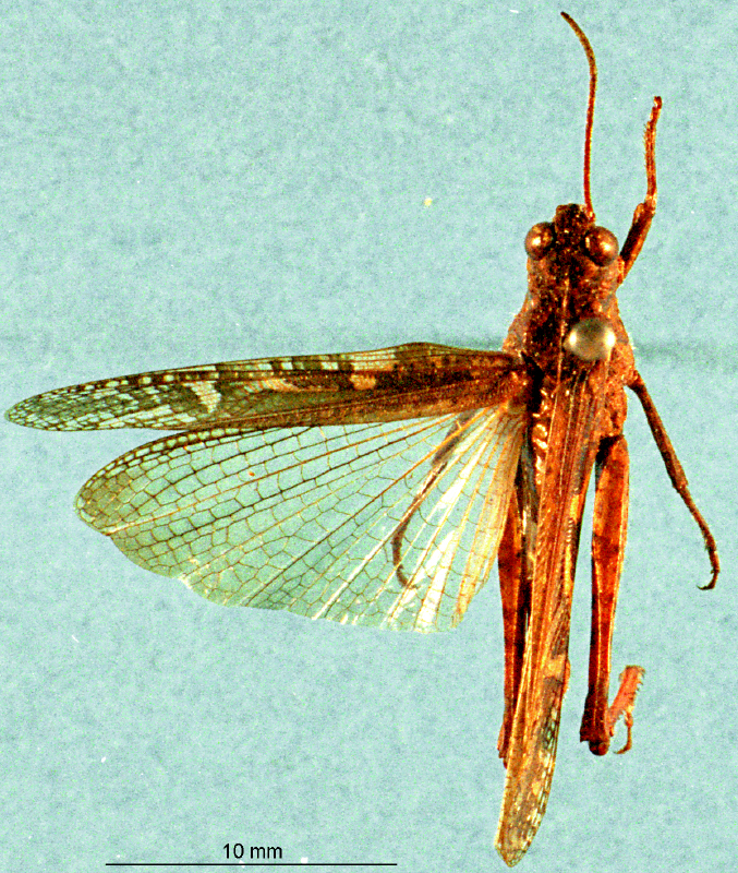 CollectionObject 1503998; 318cd215-3281-40dd-b851-0a5da6fb01ba: male, dorsal view. (CollectionObject).