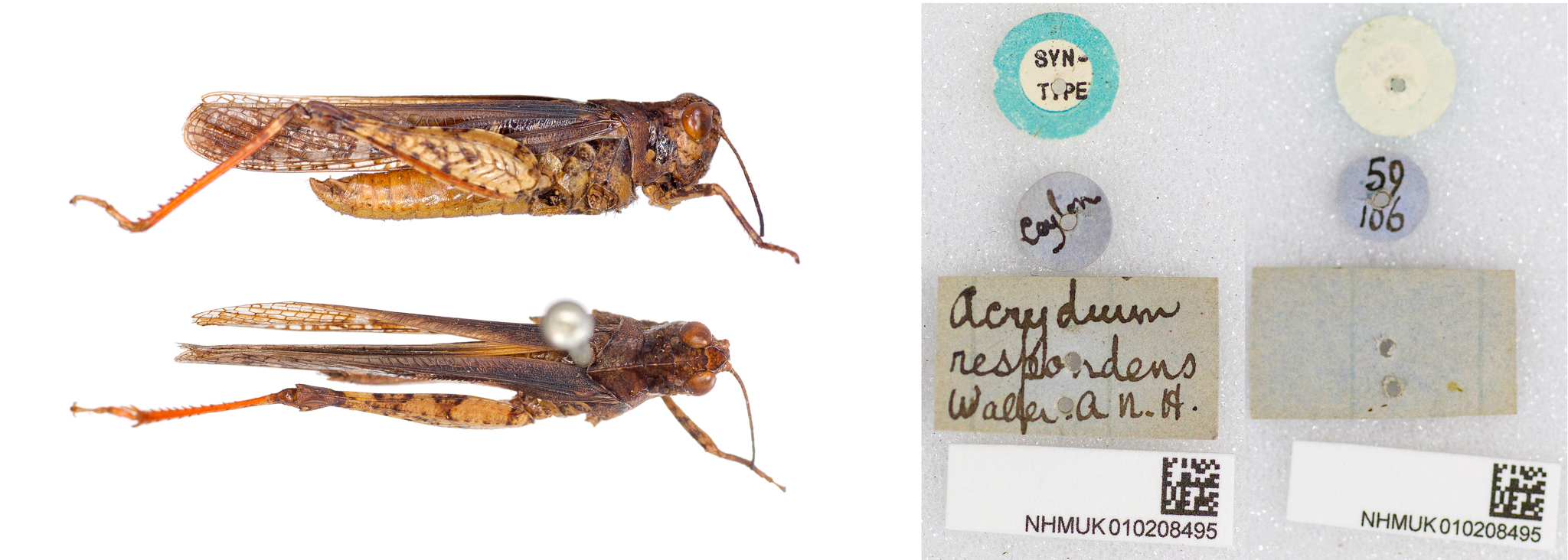 CollectionObject 1519411; a645e911-39bf-4e7e-9b12-3116a46e3f3c: dorsal, lateral, labels, underside labels (male syntype of Acrydium respondens). (CollectionObject).