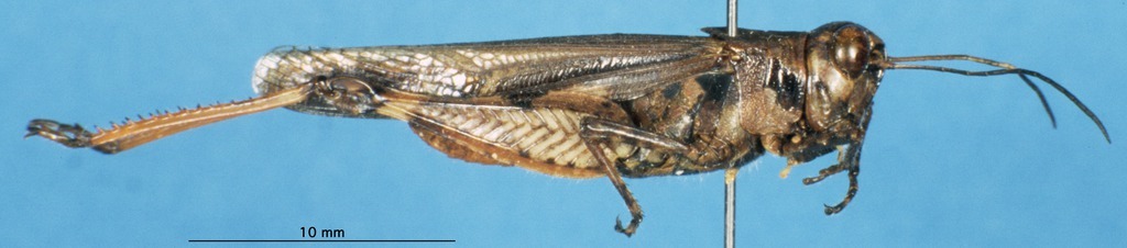 CollectionObject 1507071; 2e3211b8-2d30-4164-8825-f0ddf9124cb4: male, lateral view (holotype). (CollectionObject).