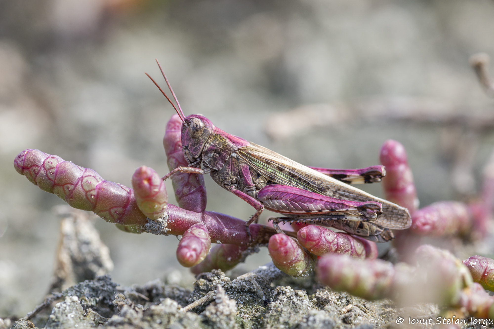 CollectionObject 1578793; 2a1dff8e-4e2f-474a-a6b7-33b145ae3d69: female (RO: Letea). (CollectionObject).