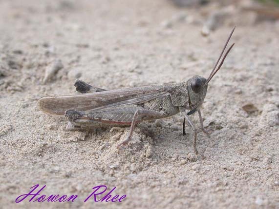 Epacromius pulverulentus (Fischer von Waldheim, 1846): male (South Korea, Incheon Ganghwa). (Otu).