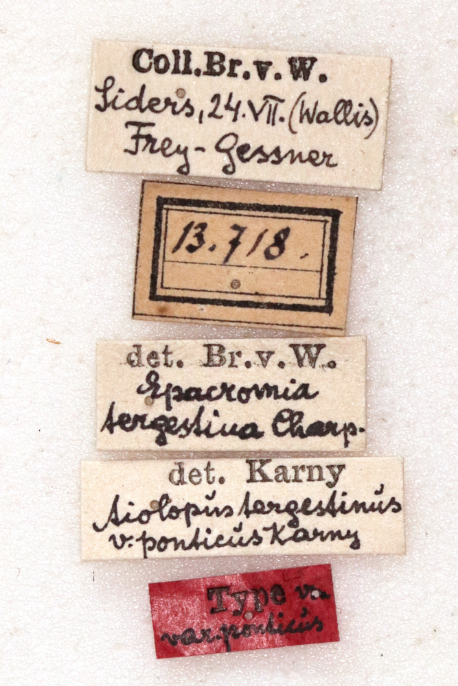 CollectionObject 1572300; e3e1cb3d-61dd-49aa-818c-aca1eb395ddb: labels (syntype). (CollectionObject).