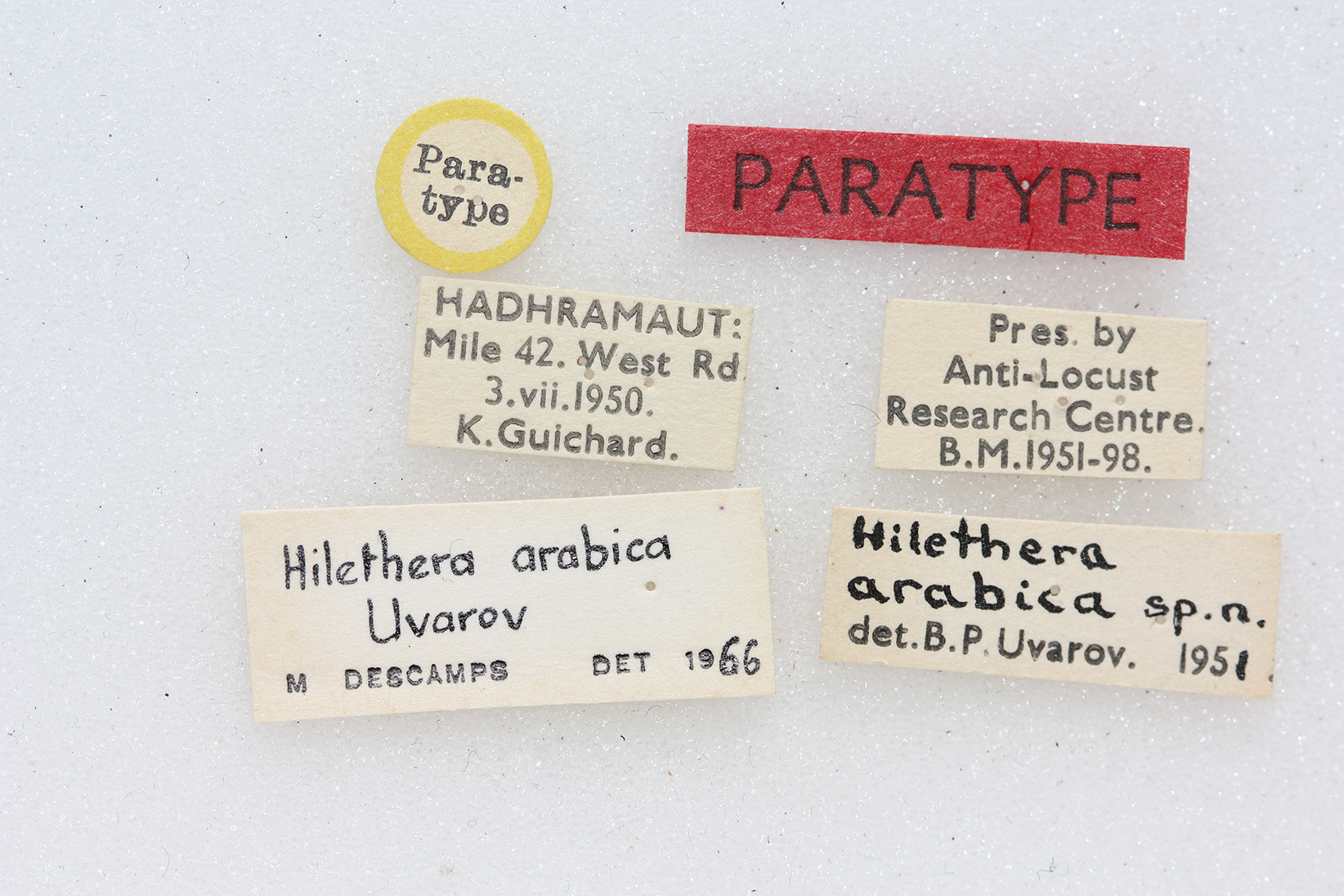 CollectionObject 1580961; 29dead8b-e8c0-4917-869f-8f70edd43d7f: female, labels (paratype). (CollectionObject).
