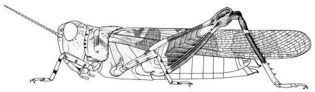 Hilethera nigerica (Uvarov, 1926): Page 223, Figure 1. female. (Otu).