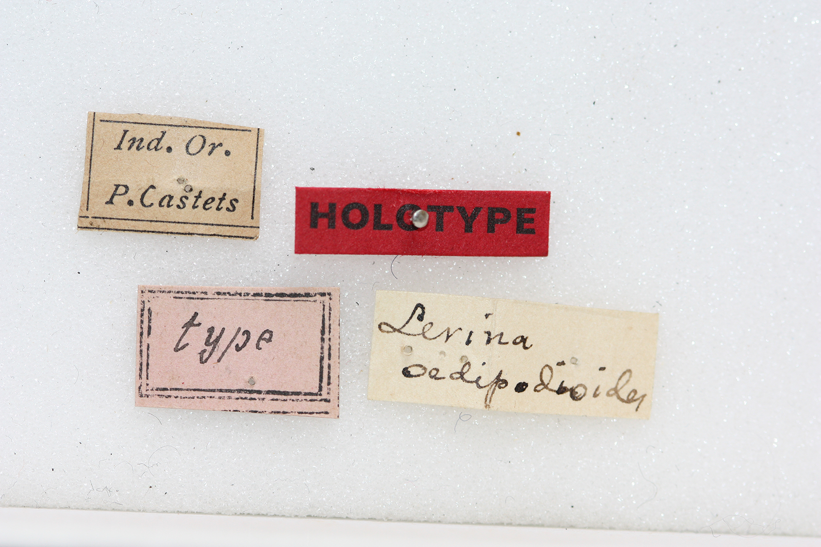 CollectionObject 1541115; 5f999157-aa33-43fa-b9a7-cd5f9f161d56: labels (holotype). (CollectionObject).