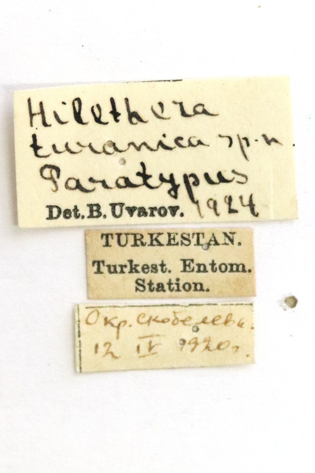 CollectionObject 1478514; 4b71498c-344d-4b6c-8731-ac5209ef0dbf: labels (paratype). (CollectionObject).