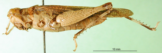 CollectionObject 1501423; e601ba18-fbec-4f0c-a006-8985b839b410: female, lateral view (holotype). (CollectionObject).