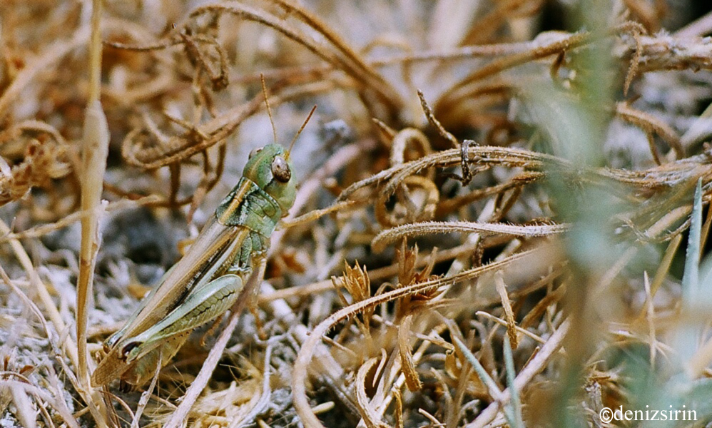 Demirsoyus salmani Sirin & Çıplak, 2004: (Otu).