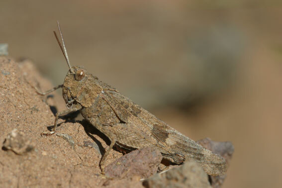 Oedipoda canariensis Krauss, 1892: individual from Gran Canaria. (Otu).