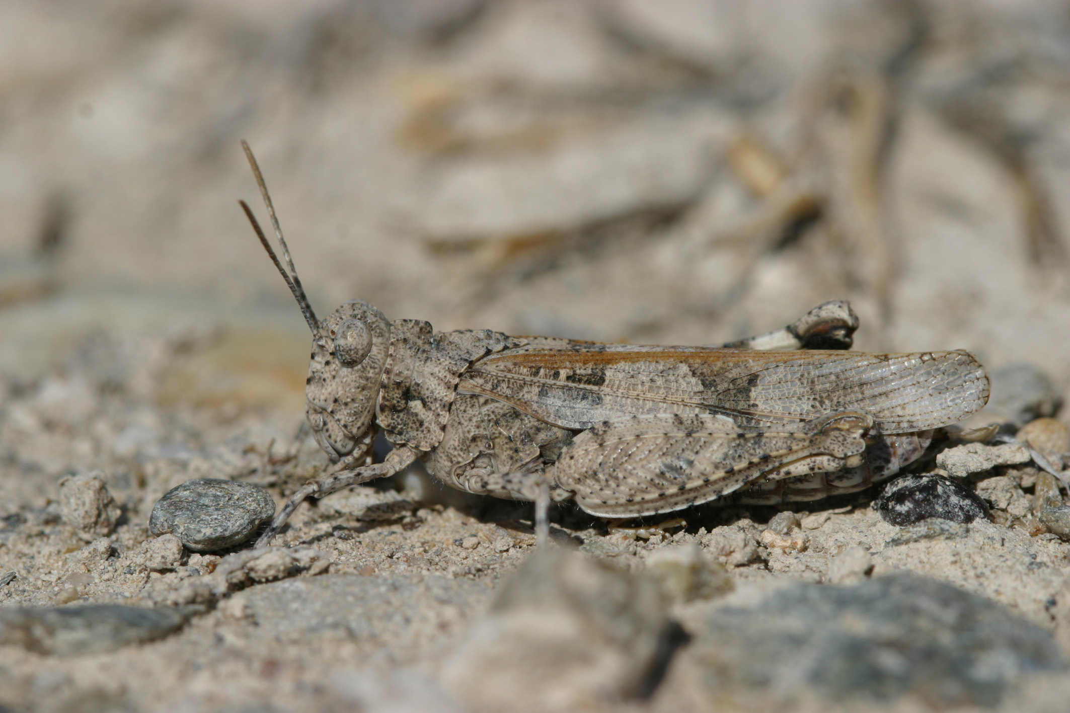 Oedipoda charpentieri Fieber, 1853: individual in Guadix depression (Spain). (Otu).