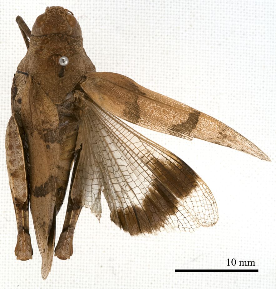 CollectionObject 1538210; 8dcec250-51f6-446d-b3f9-abb2a86f66af: female, dorsal view (holotype). (CollectionObject).