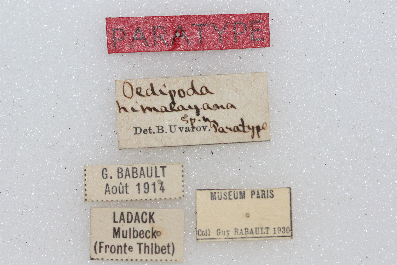 CollectionObject 1540893; 69ca678c-918c-43b8-af48-f46be335b230: labels (paratype). (CollectionObject).