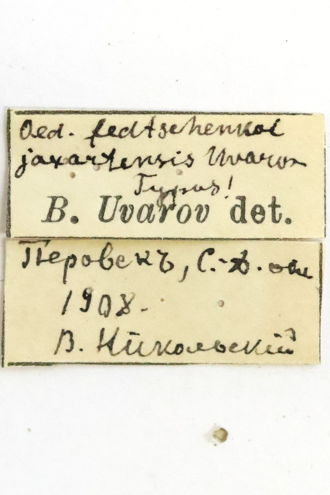 CollectionObject 1528573; 5ee83a91-4438-400d-b9dd-de0acf2861f5: female, labels (syntype). (CollectionObject).