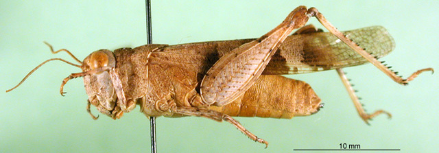 CollectionObject 1567261; c4a0177e-b588-42db-b953-61355cee8b92: female, lateral view (paratype). (CollectionObject).