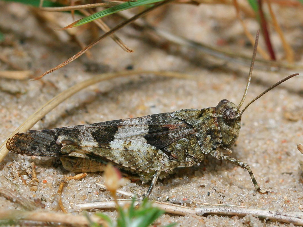 Oedipoda caerulescens caerulescens (Linnaeus, 1758): September 9, 2007. individual from Mecklenburg, Germany (Binnendüne [inland dune] near Klein-Schmölen). (Otu).