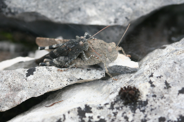Oedipoda germanica (Latreille, 1804): male and female (Germany, Middle Franconia, Wied). (Otu).