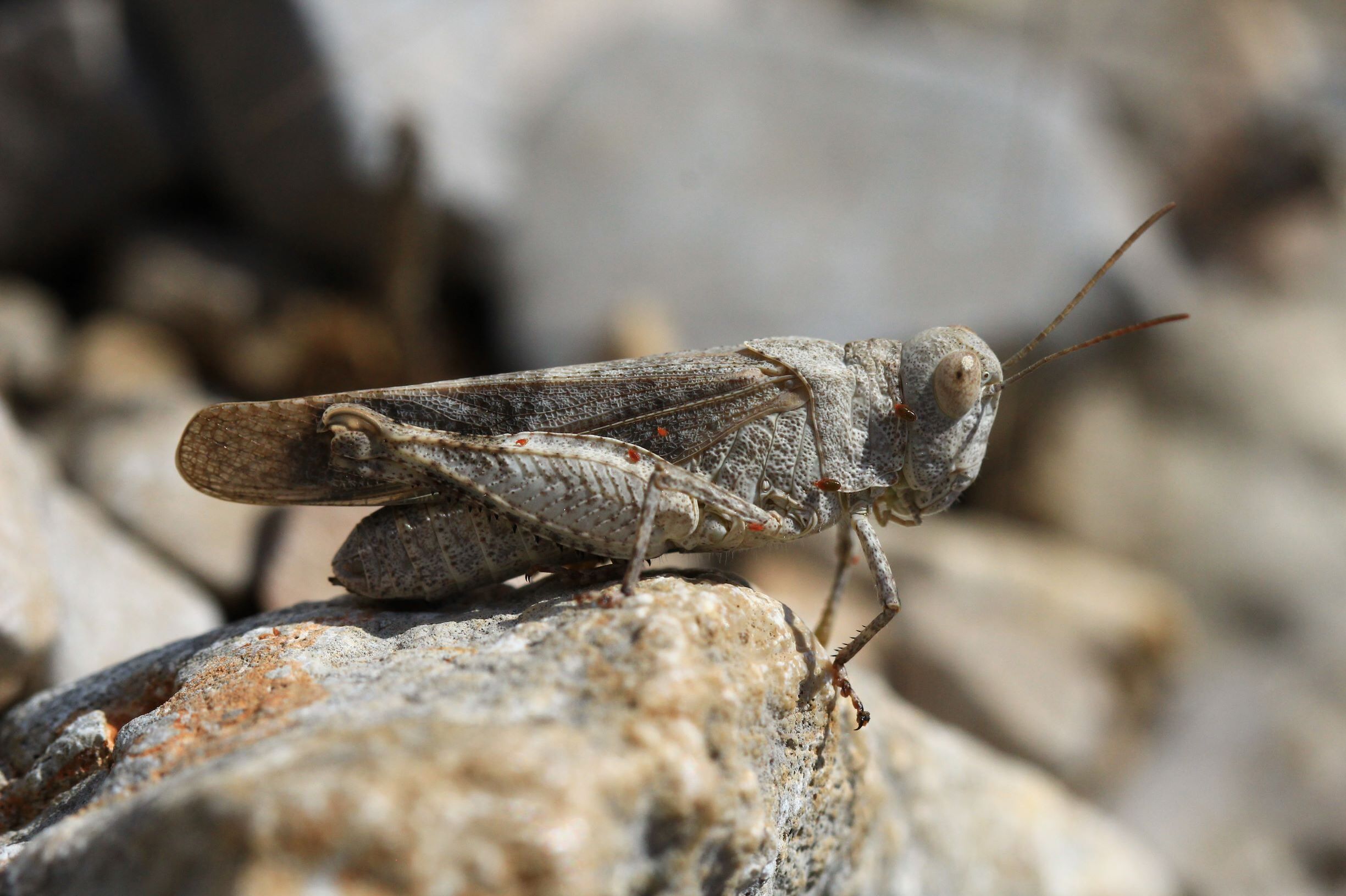 Oedipoda meridionalis Ramme, 1913: female in lateral view (from Croatia: Hvar Isl.). (Otu).