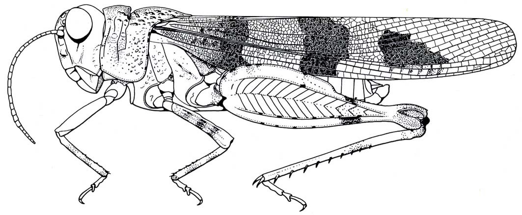 Oedipoda miniata miniata (Pallas, 1771): Fig. 70.1. male habitus. (Otu).