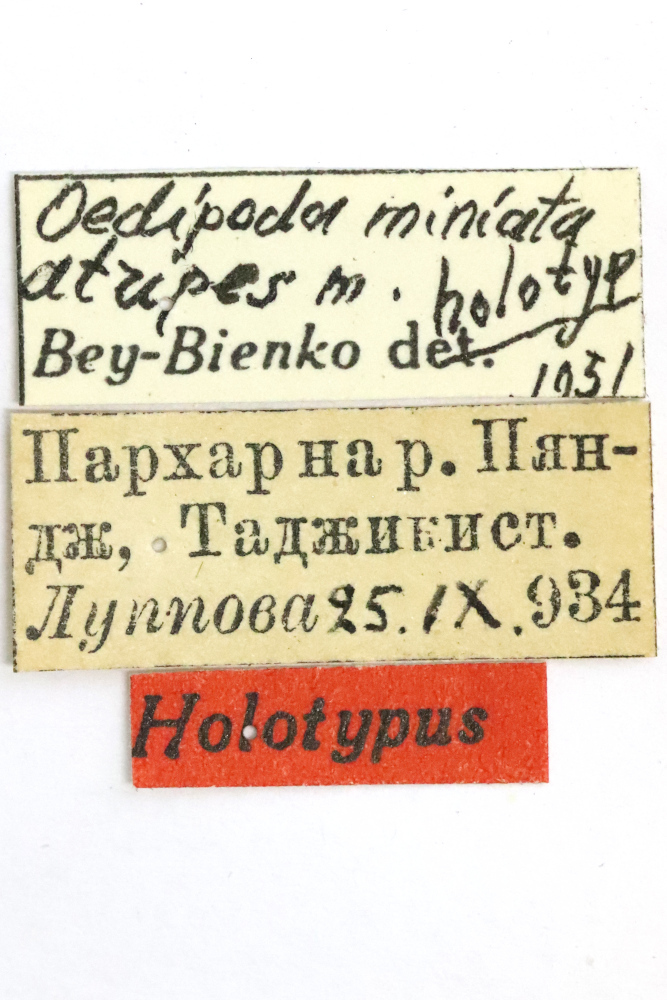 CollectionObject 1528635; 03645ccc-7e0d-4e74-bf05-951f0434f448: female, labels (holotype). (CollectionObject).