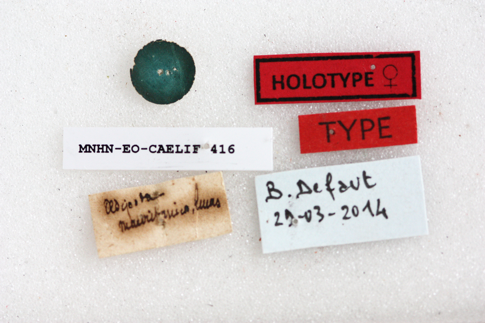CollectionObject 1477955; MNHN-EO-CAELIF416, eb87ad89-ac69-452d-8ac1-b7e0f5efdb7e: labels (syntype). (CollectionObject).