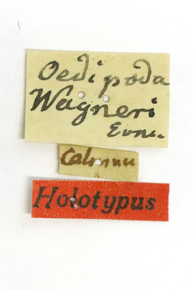 CollectionObject 1521355; d560d31e-5c9c-42ef-9051-0260e1c4e802: female, labels (holotype). (CollectionObject).