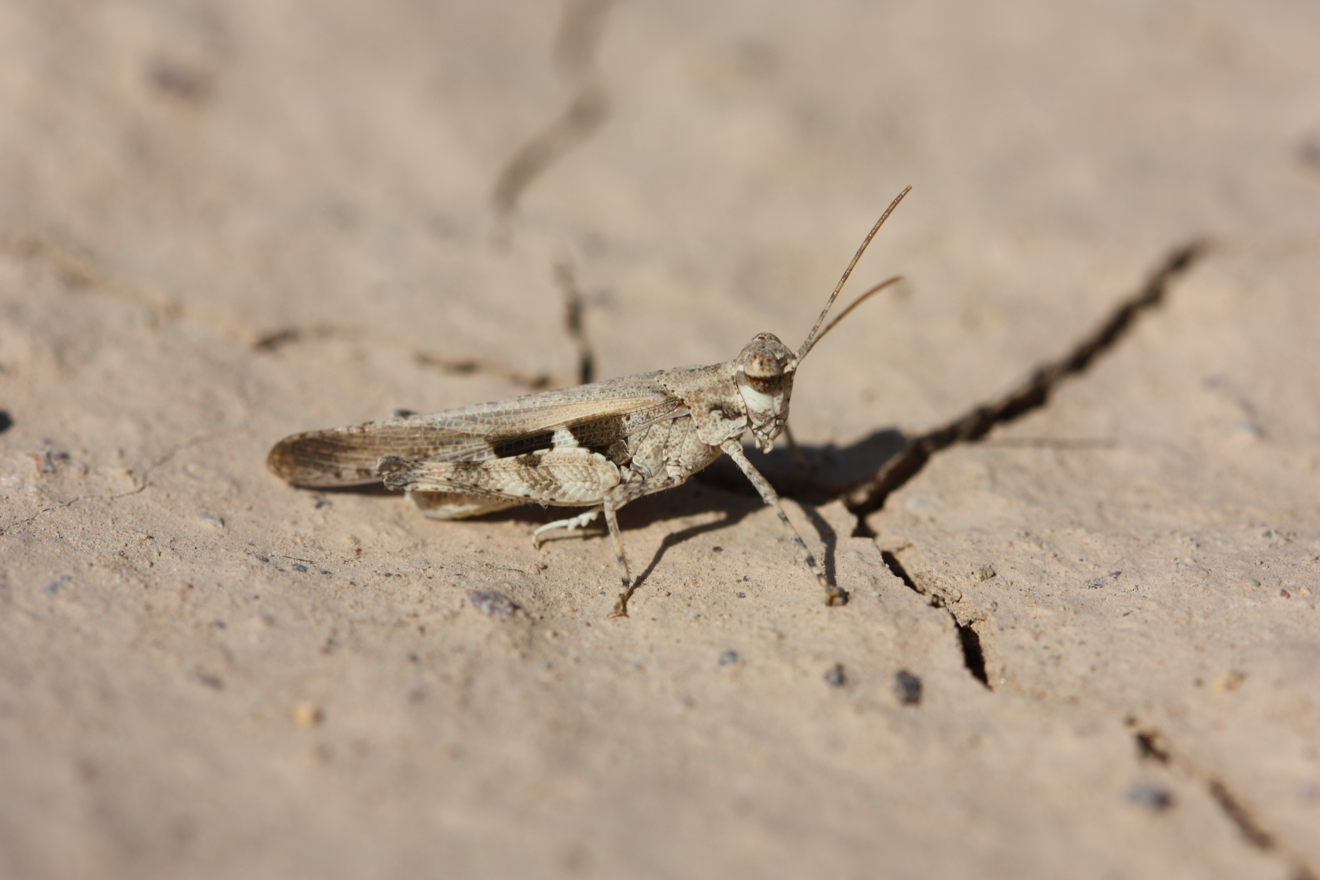 Mioscirtus wagneri wagneri (Eversmann, 1859): male (Iran, 2017). (Otu).