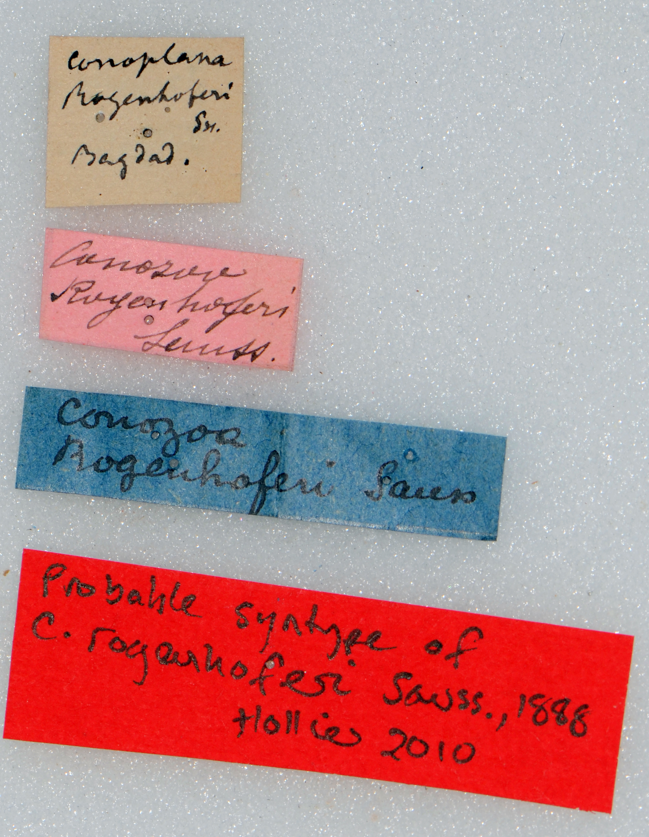CollectionObject 1506460; 286f539c-9eee-4e21-8506-b308df0676e0: labels (holotype). (CollectionObject).