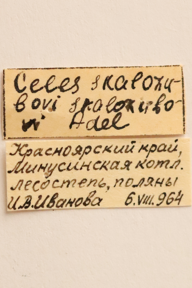 CollectionObject 1528889; 42f549ed-1fd8-4a76-8594-352d103eae9b: labels (syntype). (CollectionObject).
