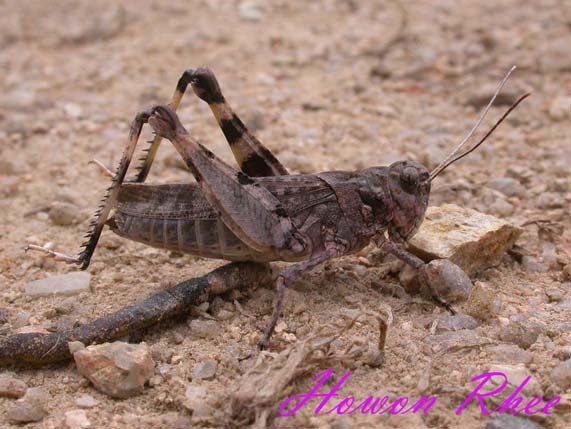 Celes skalozubovi akitanus (Shiraki, 1910): individual from South Korea. (Otu).