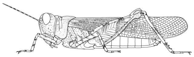 Cophotylus aurora (Karny, 1907): Page 227, Figure 1. female habitus. (Otu).