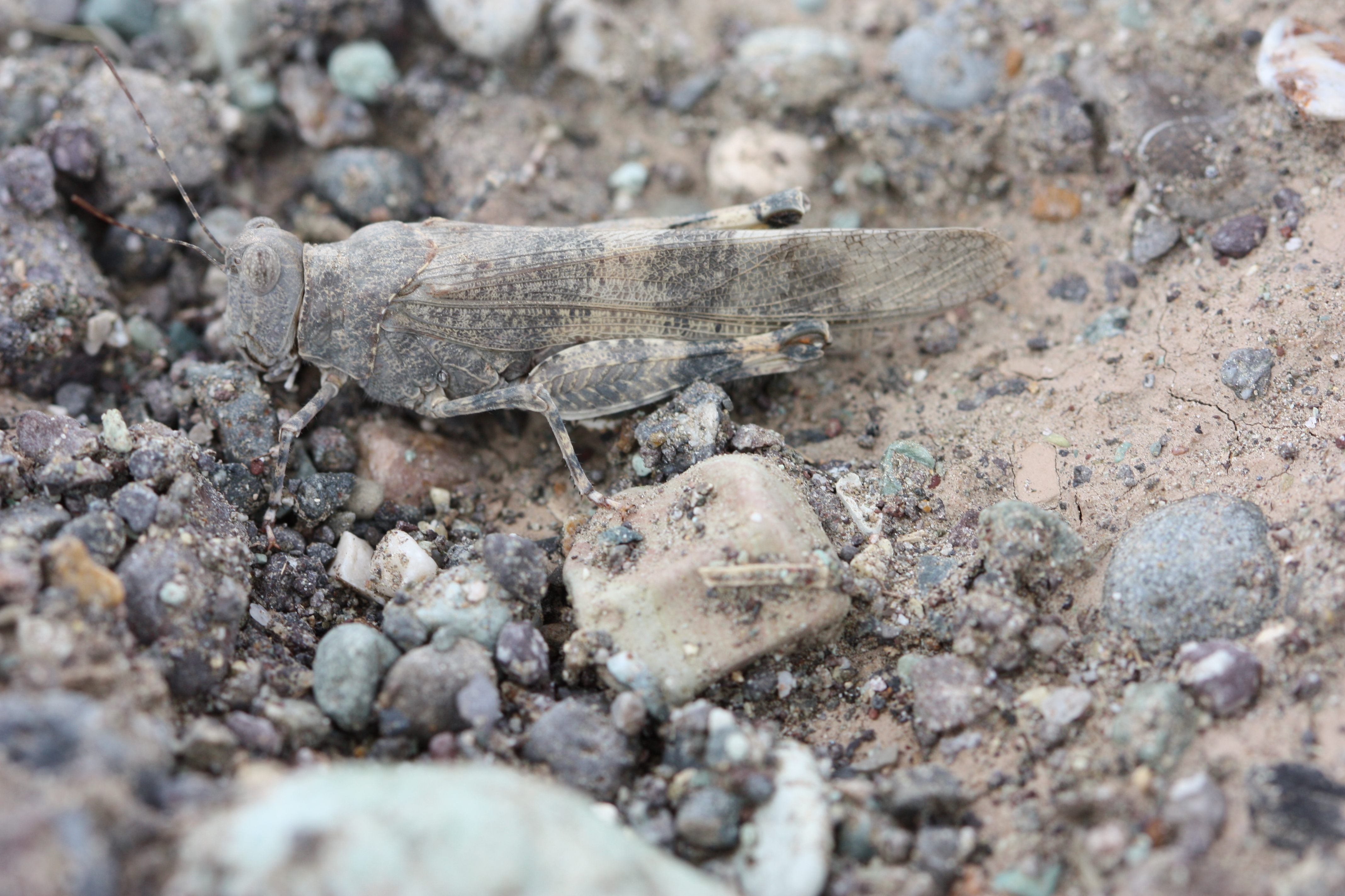 Heliopteryx humeralis (Kuthy, 1907): male (Iran, 2015). (Otu).