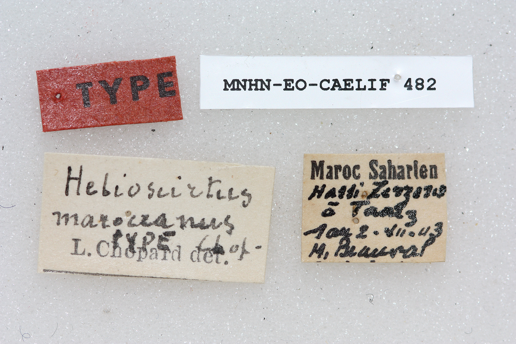 CollectionObject 1541130; 307acd3f-9eae-4ca1-a30e-6828e363232a: labels (holotype). (CollectionObject).