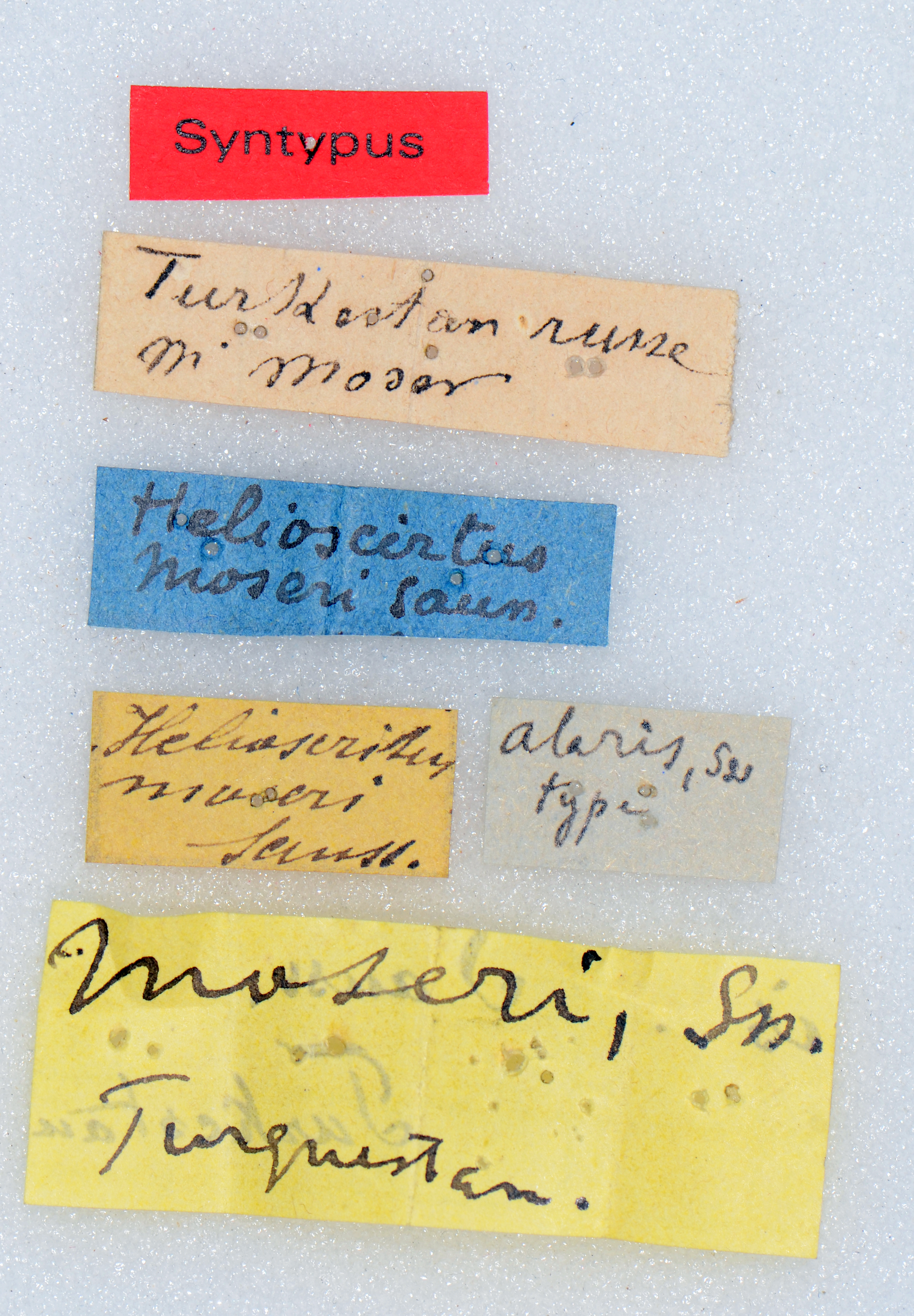 CollectionObject 1506389; e113541c-fbc9-46ff-a54e-a238f3814e5e: labels (syntype). (CollectionObject).