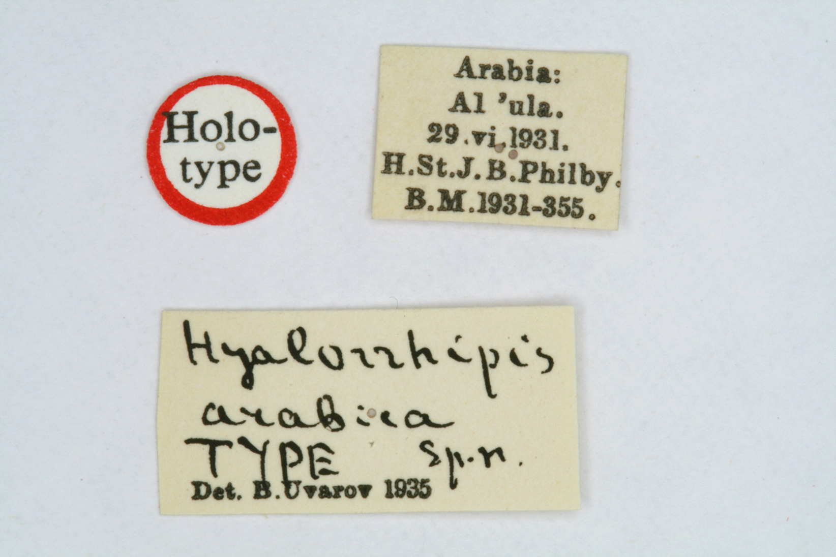 CollectionObject 1519509; fcd99159-36db-4681-a5d3-754a905052b0: labels (holotype). (CollectionObject).