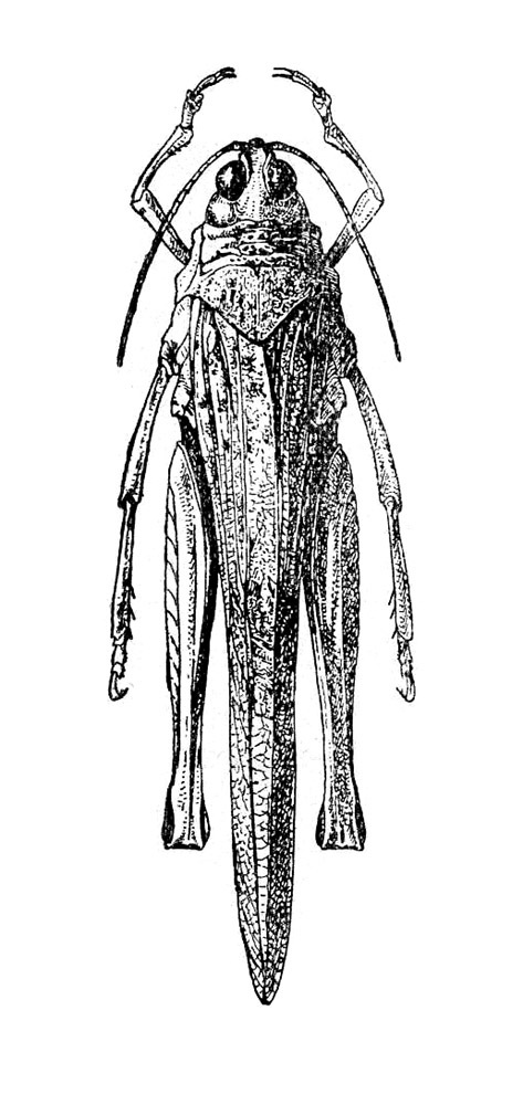 Hyalorrhipis calcarata (Vosseler, 1902): Fig. 504. dorsal view. (Otu).