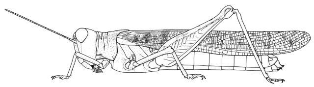 Hyalorrhipis canescens (Saussure, 1888): Page 215, Figure 5. female habitus. (Otu).