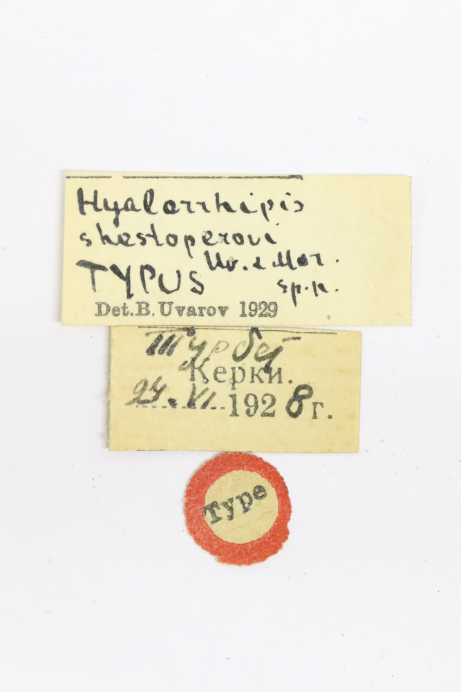 CollectionObject 1528911; 27bcfe5b-debe-4a7e-93a9-83de048f892a: labels (holotype). (CollectionObject).
