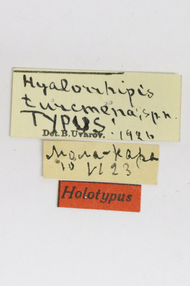 CollectionObject 1528912; d37e1a2b-08c3-406e-a319-199830604c21: labels (holotype). (CollectionObject).