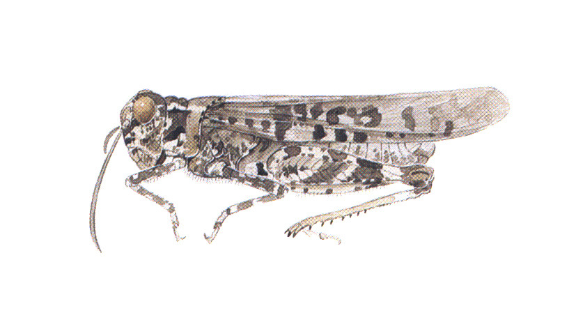 Microtes helferi (Strohecker, 1960): (Otu).